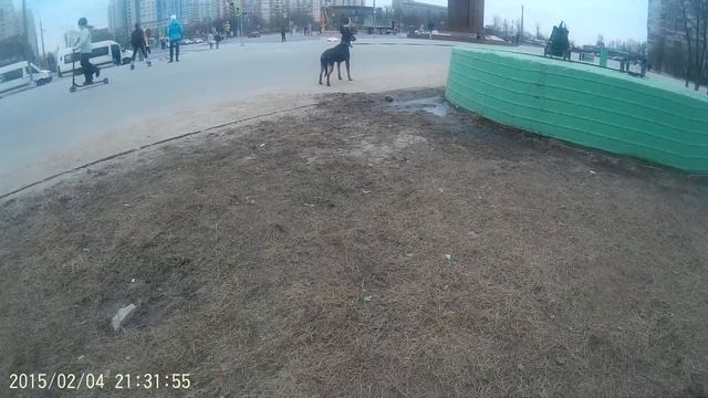 Боня. Весёлая такса с длинными ногами..)))