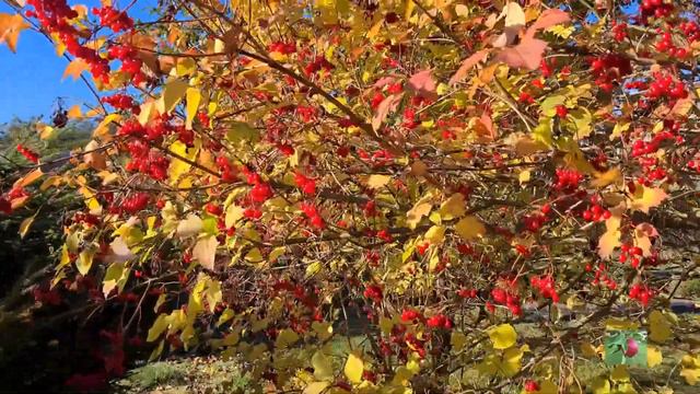 Калина красная. Загородная жизнь. смотреть онлайн