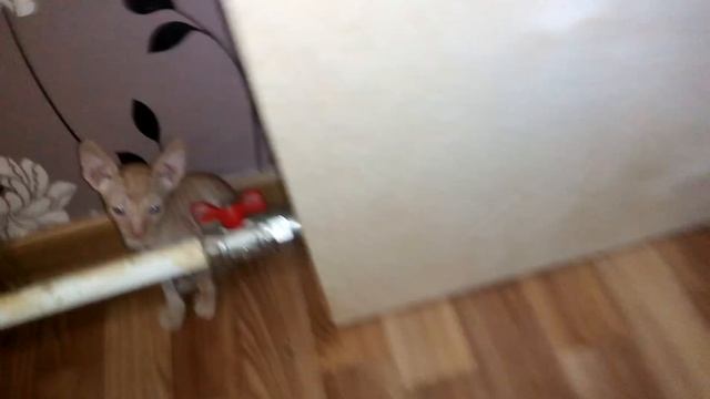 корниш рекс котята питомника Корнелита пометы R и S смотреть онлайн