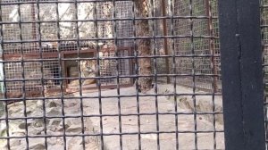 Прогулки по зоопарку Сказка в Ялте #зоопарк #сказка #ялта