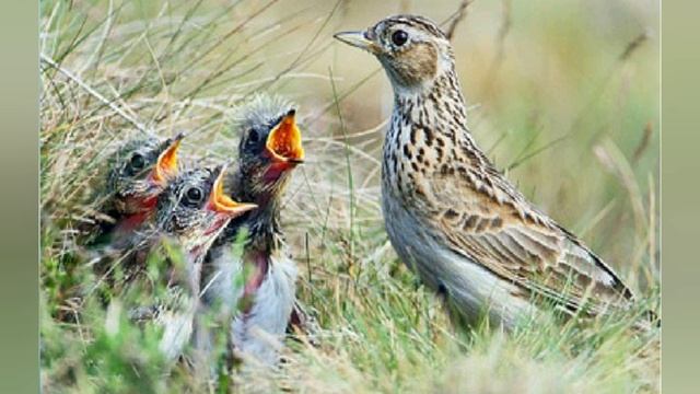 Жаворонок Степанова Н.Л. смотреть онлайн