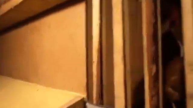 Как можно построить сарай стайку для кур, уток, свиней и молодняка смотреть онлайн