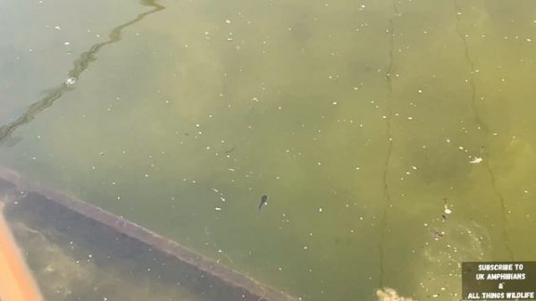 How To Create A Wildlife Pond Like This ? Here we show you our wildlife pond in April #ponds