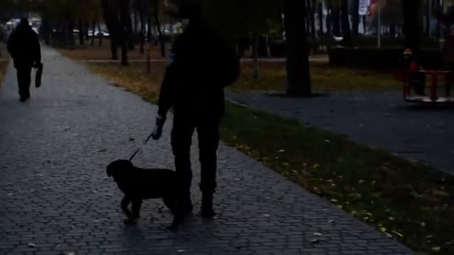 От щенка к охранной собаке "Социализация щенка" смотреть онлайн