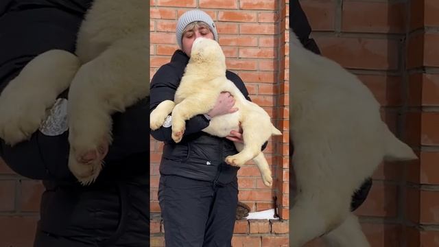 Белые алабаи щенки среднеазиатской овчарки алабаи в профессиональном питомнике Таёжный Талисман #са смотреть онлайн