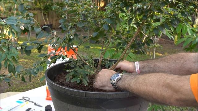 Sunshine Blue Dwarf Blueberry plant смотреть онлайн