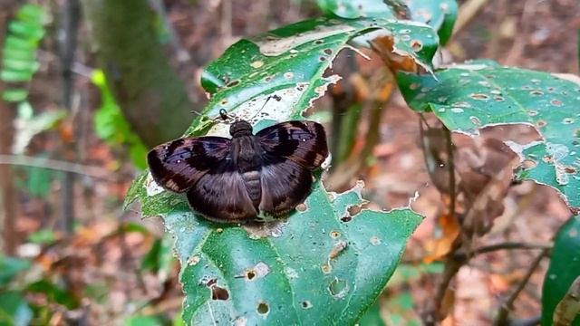 Zera tetrastigma tetrastigma смотреть онлайн