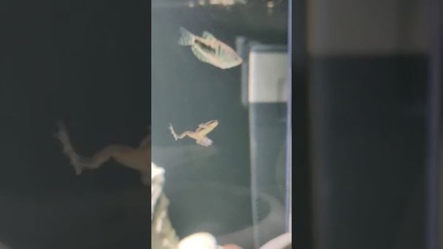 ? Гименохирус Беттгера смотреть онлайн