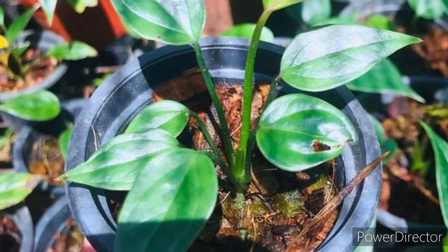 ඔබ දැක නැති අලුත්ම කැනඩා ඇන්තූරියම්|How to grow anthurium|Fast anthurium blooming tips|Anthuriyam смотреть онлайн