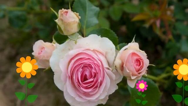 Роза флорибунда Эрмитаж (Hermitage). Краткий обзор, описание характеристик, где купить саженцы смотреть онлайн