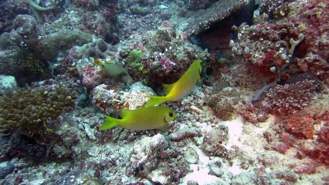 Мальдивский клоун. смотреть онлайн