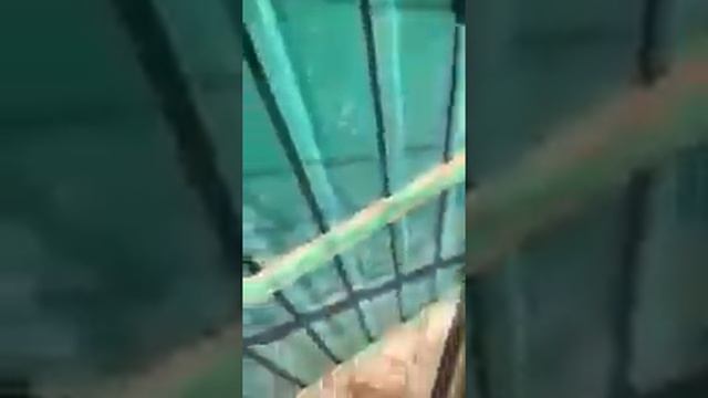Приют для животных. Херсон. смотреть онлайн