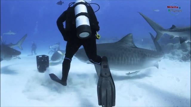 Тигровая акула . Tiger shark смотреть онлайн
