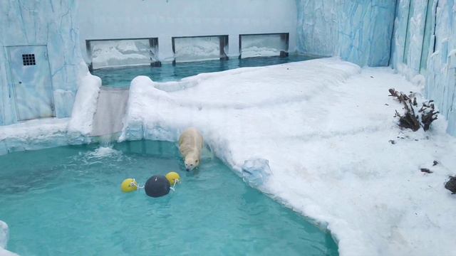 ЭКСКЛЮЗИВ! Белый медведь напал на меня - I WAS ATTACKED BY POLAR BEAR