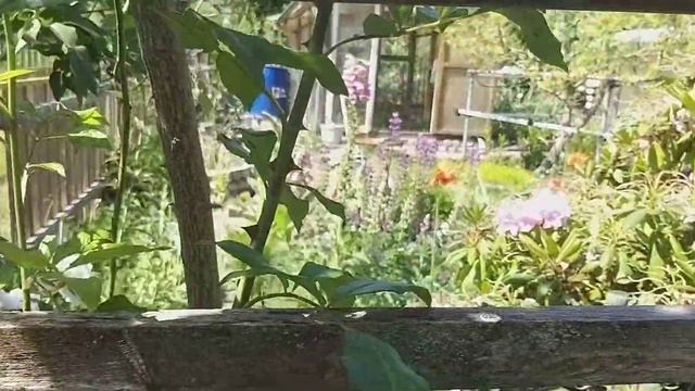 20 июня 2023 г.Немецкая дача,прям в городе!