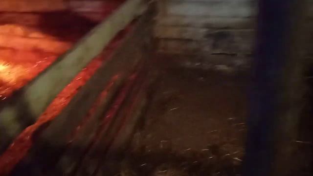 Завели Алабая. Собрали семя хряка Дюрок и Осеменили свиноматку. Решили отказаться от птицы