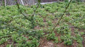 ЕЖЕВИКА:) Как я ухаживаю за ежевикой  2019 г. / весной подготовка к зиме/ ( сад и огород)?