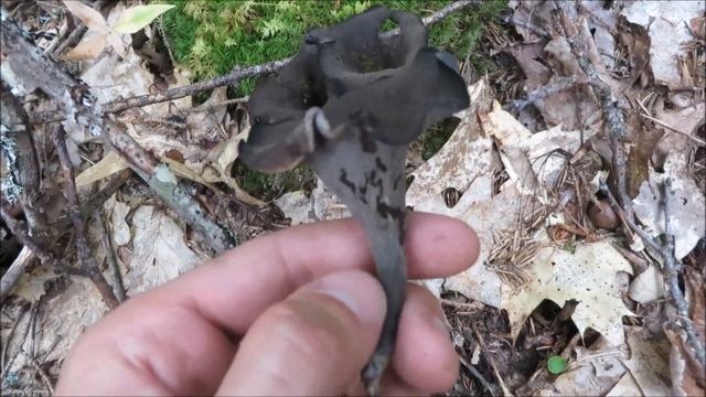 How to identify black trumpet mushrooms смотреть онлайн