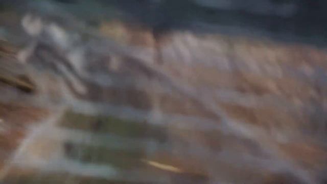 Манул Намика показала свою зимнюю шубку, которая отросла до пят. Ленинградский зоопарк смотреть онлайн