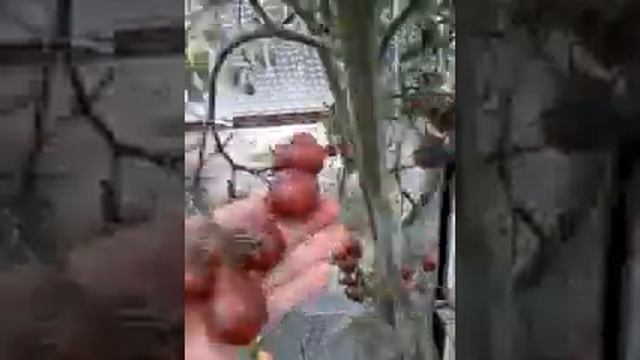 Август. Мои томаты. смотреть онлайн