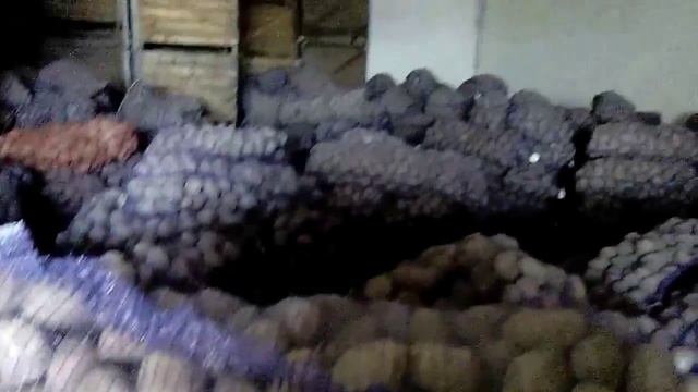 Купить картофель оптом Бриз 5+ Беларусь смотреть онлайн