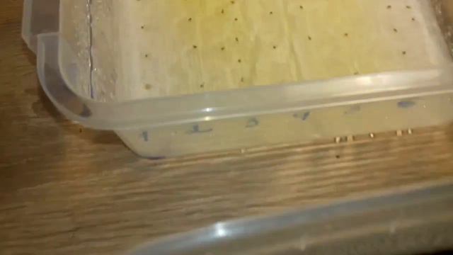 Переносим сеенци бегонии на грунт. смотреть онлайн