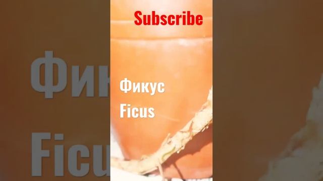 фикус. дерево змей.комнатные растения. как раскрутить канал смотреть онлайн