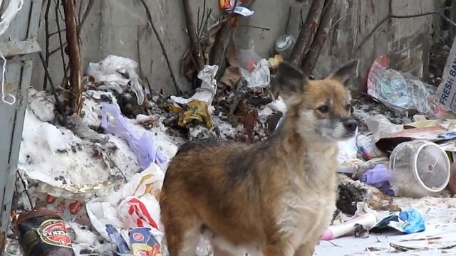 Чупакабра Харьков Помесь лисы и собаки Dogfox Kharkov смотреть онлайн