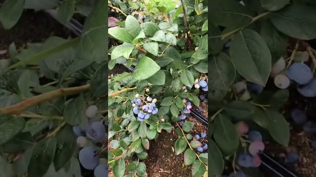 Голубика сорт ЭЛИЗАБЕТ, вызревает или нет? смотреть онлайн