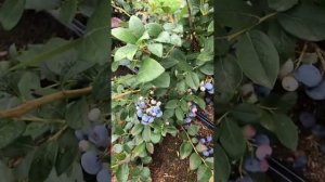 Голубика сорт ЭЛИЗАБЕТ, вызревает или нет?