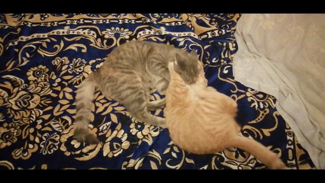 Кошачья драка ? смотреть онлайн