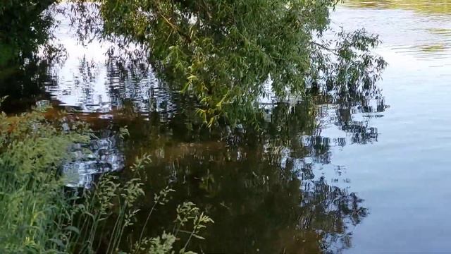 Ловим белоглазку на новом месте. смотреть онлайн