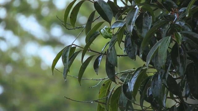 Звуки дождя в лесу – Sounds of rain in the forest смотреть онлайн