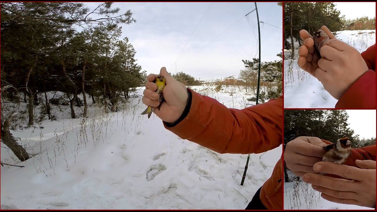 Ловля певчих птиц. Странный щегол, чиж, чечетки.