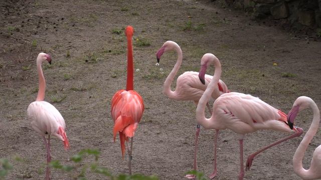 Canon XC10 - Riga Zoo - raw - standart user preset - clip1 смотреть онлайн