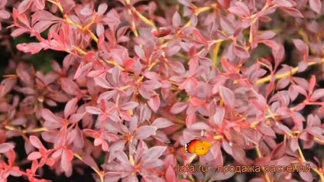 Барбарис тунберга Оранж Дрим (orange dream) ? обзор: как сажать, саженцы барбариса Оранж Дрим смотреть онлайн