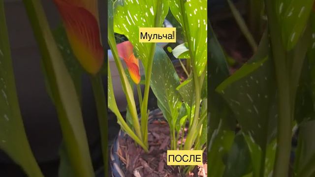 Мульчировать или нет цветы в кашпо? Смотрите.Плюс сорняки не растут смотреть онлайн