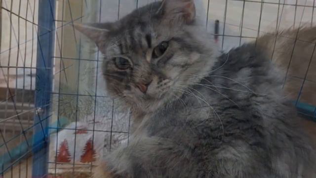 Смешные котики и собачки. Какая милашка! Посмотрите это видео) 😍 смотреть онлайн