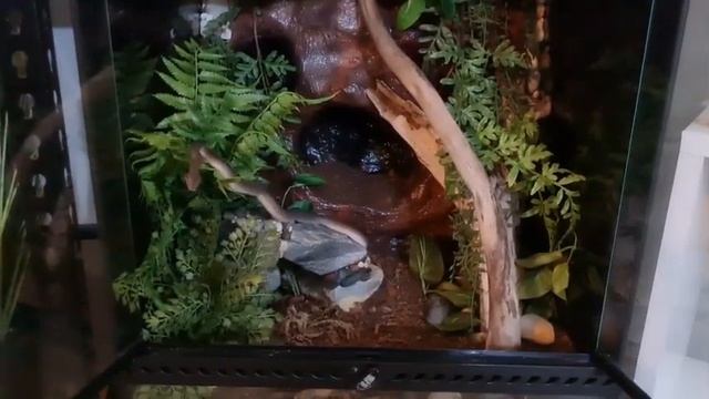How to feed your Children's Python! Info you need to know! смотреть онлайн