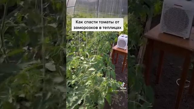 Как спасти томаты от заморозков в теплицах! смотреть онлайн