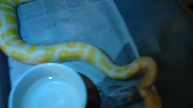 Ball Python Collection Update (12/23/08) смотреть онлайн