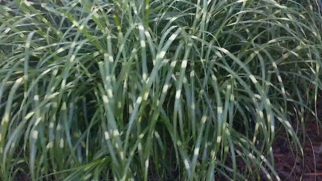 Miscanto (Miscanthus sinensis strictus) смотреть онлайн