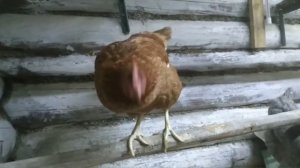 Известь для курятника, в чем опасность и чем заменить?