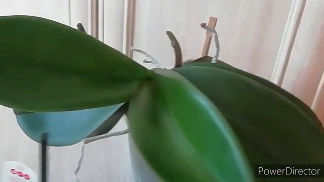 Орхидеи Новинки! Шикарные Новые Орхидеи на День рождения! //От печали до радости)).... смотреть онлайн