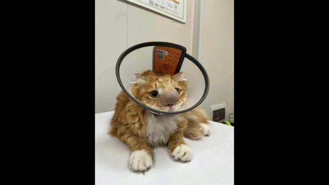 Кота за нос укусила пчела смотреть онлайн