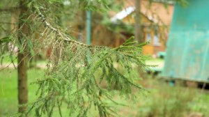 База отдыха «Родник»