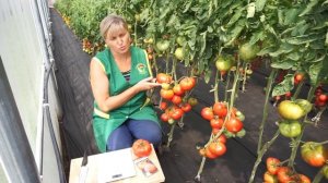 Томат Лопатинские (Народное тестирование 2020) - Обзор №10