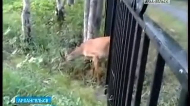 В Архангельске в заборе у школы №28 застряла косуля смотреть онлайн