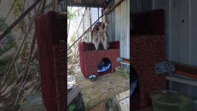 #ямыилюша #помощьбездомнымживотным #анапа #raccoon #море #енотики #животные #енотики смотреть онлайн