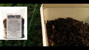 ☝??ПОДКОРМКА ОГУРЦОВ КАЛИМАГНЕЗИЕЙ. КАК РАСТВОРИТЬ КАЛИМАГНЕЗИЮ В ВОДЕ